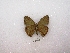  ( - MACN-Bar-Lep-ct 00374)  @13 [ ] Copyright (2011) MACN Museo Argentino de Ciencias Naturales 