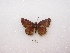  (Anisochoria sublimbata - MACN-Bar-Lep-ct 00793)  @13 [ ] Copyright (2011) MACN Museo Argentino de Ciencias Naturales 