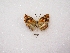  ( - MACN-Bar-Lep-ct 00992)  @12 [ ] Copyright (2011) MACN Museo Argentino de Ciencias Naturales 