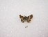  ( - MACN-Bar-Lep-ct 01018)  @12 [ ] Copyright (2011) MACN Museo Argentino de Ciencias Naturales 