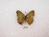  ( - MACN-Bar-Lep-ct 01023)  @13 [ ] Copyright (2011) MACN Museo Argentino de Ciencias Naturales 