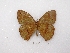  ( - MACN-Bar-Lep-ct 01168)  @12 [ ] Copyright (2011) MACN Museo Argentino de Ciencias Naturales 