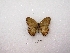  (Moneuptychia - MACN-Bar-Lep-ct 01203)  @12 [ ] Copyright (2011) MACN Museo Argentino de Ciencias Naturales 