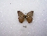  (Paryphthimoides - MACN-Bar-Lep-ct 01496)  @13 [ ] Copyright (2011) MACN Museo Argentino de Ciencias Naturales 