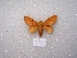  ( - MACN-Bar-Lep-ct 01547)  @13 [ ] Copyright (2011) MACN Museo Argentino de Ciencias Naturales 