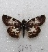  (Chiomara asychis - MACN-Bar-Lep-ct 06043)  @14 [ ] Copyright (2014) MACN Museo Argentino de Ciencias Naturales "Bernardino Rivadavia"