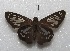  ( - MACN-Bar-Lep-ct 06590)  @11 [ ] Copyright (2015) MACN Museo Argentino de Ciencias Naturales "Bernardino Rivadavia"