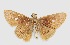  (Quinta locutia - MACN-Bar-Lep-ct 06613)  @11 [ ] Copyright (2015) MACN Museo Argentino de Ciencias Naturales "Bernardino Rivadavia"