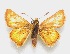  (Conga zela - MACN-Bar-Lep-ct 06614)  @11 [ ] Copyright (2015) MACN Museo Argentino de Ciencias Naturales "Bernardino Rivadavia"