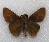  (Metron noctis - MACN-Bar-Lep-ct 06638)  @11 [ ] Copyright (2015) MACN Museo Argentino de Ciencias Naturales "Bernardino Rivadavia"