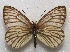  ( - MACN-Bar-Lep-ct 06668)  @11 [ ] Copyright (2015) MACN Museo Argentino de Ciencias Naturales "Bernardino Rivadavia"