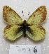  (Colias weberbaueri - MACN-Bar-Lep-ct 07076)  @11 [ ] Copyright (2015) MACN Museo Argentino de Ciencias Naturales "Bernardino Rivadavia"