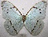  (Morpho iphitus - MACN-Bar-Lep-ct 07101)  @11 [ ] Copyright (2015) MACN Museo Argentino de Ciencias Naturales "Bernardino Rivadavia"