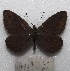  (Argyrophorus monticolens - MACN-Bar-Lep-ct 07119)  @11 [ ] Copyright (2015) MACN Museo Argentino de Ciencias Naturales "Bernardino Rivadavia"