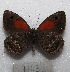  (Argyrophorus chiliensis - MACN-Bar-Lep-ct 07123)  @11 [ ] Copyright (2015) MACN Museo Argentino de Ciencias Naturales "Bernardino Rivadavia"