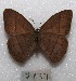  ( - MACN-Bar-Lep-ct 07137)  @11 [ ] Copyright (2015) MACN Museo Argentino de Ciencias Naturales "Bernardino Rivadavia"