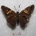  ( - MACN-Bar-Lep-ct 08223)  @12 [ ] Copyright (2017) MACN Museo Argentino de Ciencias Naturales "Bernardino Rivadavia"