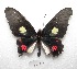  (Parides anchises nephalion - MACN-Bar-Lep-ct 08491)  @11 [ ] Copyright (2019) MACN Museo Argentino de Ciencias Naturales "Bernardino Rivadavia"