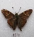 (Aguna squamalba - MACN-Bar-Lep-ct 08510)  @11 [ ] Copyright (2019) MACN Museo Argentino de Ciencias Naturales "Bernardino Rivadavia"