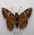  ( - MACN-Bar-Lep-ct 08534)  @11 [ ] Copyright (2019) MACN Museo Argentino de Ciencias Naturales "Bernardino Rivadavia"
