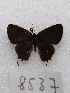  ( - MACN-Bar-Lep-ct 08537)  @11 [ ] Copyright (2019) MACN Museo Argentino de Ciencias Naturales "Bernardino Rivadavia"
