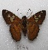  ( - MACN-Bar-Lep-ct 08544)  @11 [ ] Copyright (2019) MACN Museo Argentino de Ciencias Naturales "Bernardino Rivadavia"