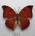  ( - MACN-Bar-Lep-ct 08548)  @13 [ ] Copyright (2019) MACN Museo Argentino de Ciencias Naturales "Bernardino Rivadavia"
