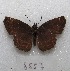 ( - MACN-Bar-Lep-ct 08557)  @11 [ ] Copyright (2019) MACN Museo Argentino de Ciencias Naturales "Bernardino Rivadavia"