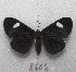  ( - MACN-Bar-Lep-ct 08606)  @11 [ ] Copyright (2019) MACN Museo Argentino de Ciencias Naturales "Bernardino Rivadavia"