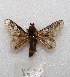  ( - MACN-Bar-Lep-ct 08638)  @11 [ ] Copyright (2019) MACN Museo Argentino de Ciencias Naturales "Bernardino Rivadavia"
