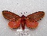  ( - MACN-Bar-Lep-ct 08665)  @11 [ ] Copyright (2019) MACN Museo Argentino de Ciencias Naturales "Bernardino Rivadavia"