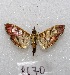  ( - MACN-Bar-Lep-ct 08670)  @11 [ ] Copyright (2019) MACN Museo Argentino de Ciencias Naturales "Bernardino Rivadavia"