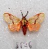  ( - MACN-Bar-Lep-ct 08676)  @11 [ ] Copyright (2019) MACN Museo Argentino de Ciencias Naturales "Bernardino Rivadavia"