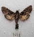  ( - MACN-Bar-Lep-ct 08698)  @11 [ ] Copyright (2019) MACN Museo Argentino de Ciencias Naturales "Bernardino Rivadavia"