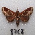  ( - MACN-Bar-Lep-ct 08768)  @11 [ ] Copyright (2019) MACN Museo Argentino de Ciencias Naturales "Bernardino Rivadavia"