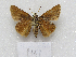  (Euphyes subferrugineus - MACN-Bar-Lep-ct 09141)  @11 [ ] Copyright (2022) MACN Museo Argentino de Ciencias Naturales "Bernardino Rivadavia"