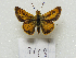  (Anatrytone perfida - MACN-Bar-Lep-ct 09168)  @11 [ ] Copyright (2022) MACN Museo Argentino de Ciencias Naturales "Bernardino Rivadavia"