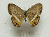  ( - MACN-Bar-Lep-ct 09189)  @11 [ ] Copyright (2022) MACN Museo Argentino de Ciencias Naturales "Bernardino Rivadavia"