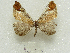  ( - MACN-Bar-Lep-ct 09243)  @11 [ ] Copyright (2022) MACN Museo Argentino de Ciencias Naturales "Bernardino Rivadavia"
