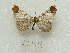  ( - MACN-Bar-Lep-ct 09245)  @11 [ ] Copyright (2022) MACN Museo Argentino de Ciencias Naturales "Bernardino Rivadavia"