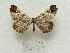  ( - MACN-Bar-Lep-ct 09247)  @11 [ ] Copyright (2022) MACN Museo Argentino de Ciencias Naturales "Bernardino Rivadavia"