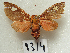  (Rhodorhipha flammula - MACN-Bar-Lep-ct 09314)  @11 [ ] Copyright (2022) MACN Museo Argentino de Ciencias Naturales "Bernardino Rivadavia"