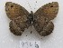  (Argyrophorus tandilensis - MACN-Bar-Lep-ct 09346)  @11 [ ] Copyright (2022) MACN Museo Argentino de Ciencias Naturales "Bernardino Rivadavia"