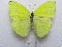  (Rhabdodryas trite banksi - MACN-Bar-Lep-ct 09407)  @11 [ ] Copyright (2022) MACN Museo Argentino de Ciencias Naturales "Bernardino Rivadavia"