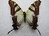  (Eurytides serville - MACN-Bar-Lep-ct 09521)  @11 [ ] Copyright (2022) MACN Museo Argentino de Ciencias Naturales "Bernardino Rivadavia"