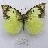  (Zerene cesonia - MACN-Bar-Lep-ct 09629)  @11 [ ] Copyright (2024) MACN Museo Argentino de Ciencias Naturales "Bernardino Rivadavia"