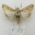  (Mythimna adultera - MACN-Bar-Lep-ct 09705)  @11 [ ] Copyright (2024) MACN Museo Argentino de Ciencias Naturales "Bernardino Rivadavia"