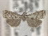  ( - BL-019)  @11 [ ] CreativeCommons - Attribution Share-Alike (2019) Unspecified Museum d'Histoire Naturelle, Geneve