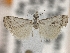  ( - BL-023)  @11 [ ] CreativeCommons - Attribution Share-Alike (2019) Unspecified Museum d'Histoire Naturelle, Geneve