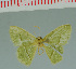  (Chlorissa afflictaria - MNVD-00213-C03)  @12 [ ] Copyright (2010) Unspecified Research Collection of Timm Karisch